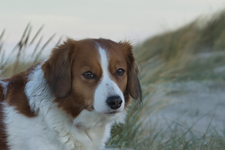 Urlaub mit Hund in Dänemark
