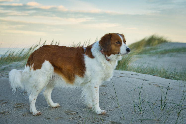 Urlaub mit Hund in Dänemark