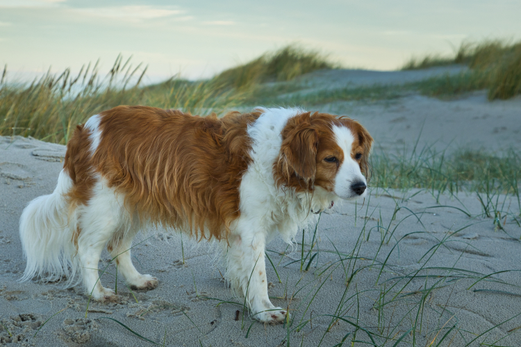 Urlaub mit Hund in Dänemark