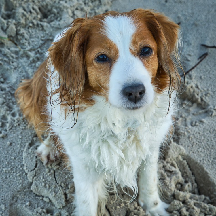 Urlaub mit Hund in Dänemark
