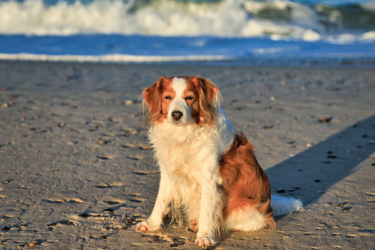 Urlaub mit Hund in Dänemark