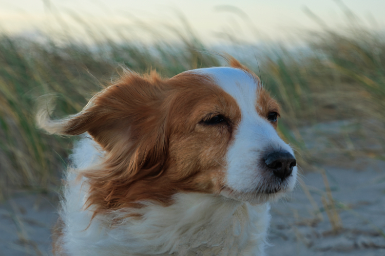 Urlaub mit Hund in Dänemark