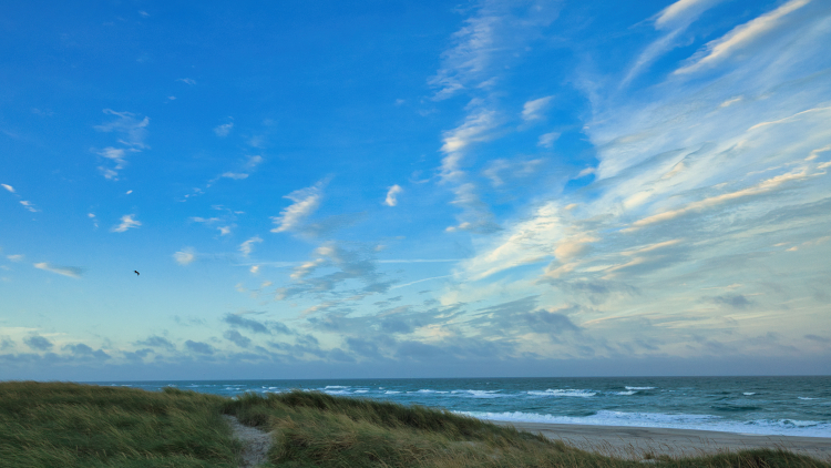 Urlaub mit Hund in Dänemark