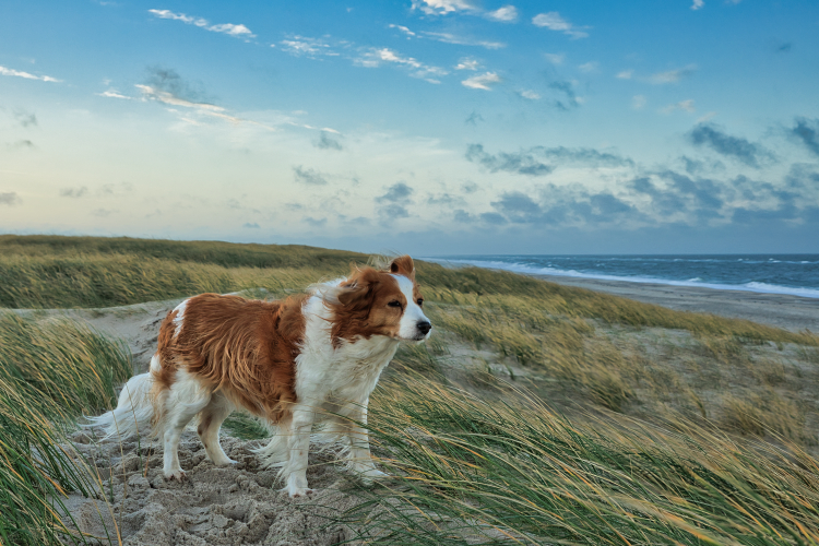 Urlaub mit Hund in Dänemark