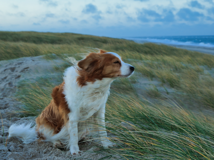 Urlaub mit Hund in Dänemark