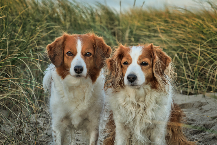 Urlaub mit Hund in Dänemark