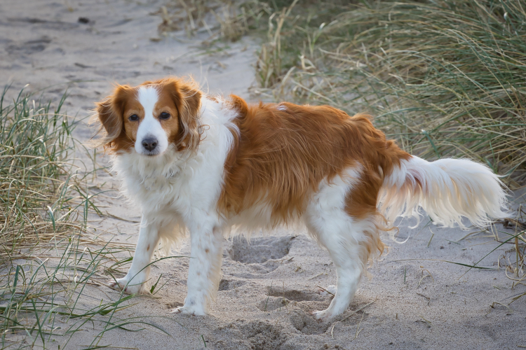 Urlaub mit Hund in Dänemark