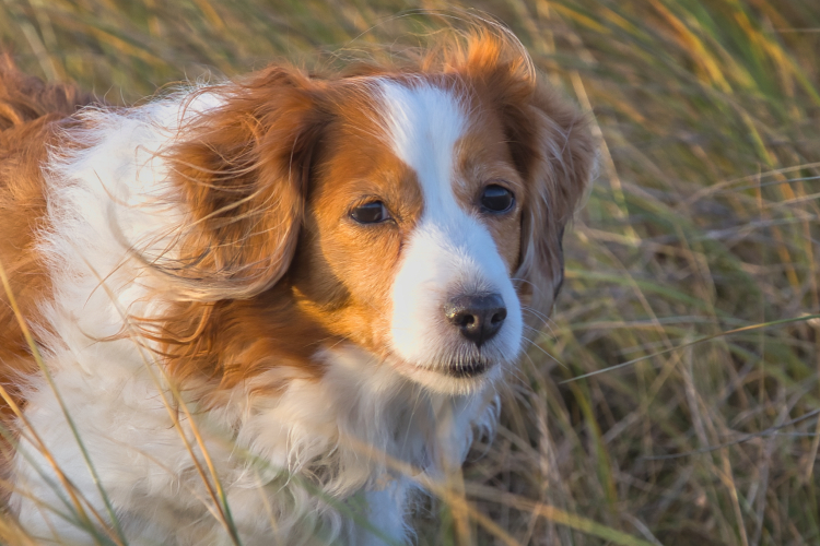 Urlaub mit Hund in Dänemark