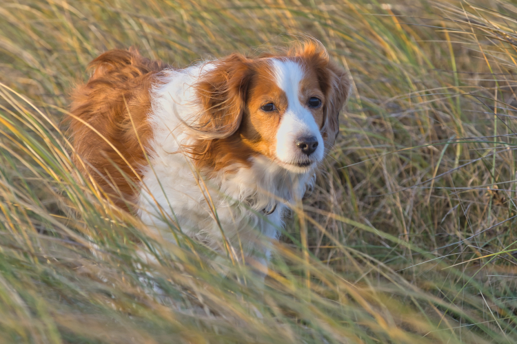 Urlaub mit Hund in Dänemark