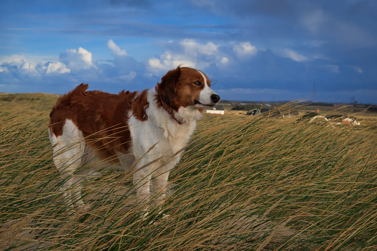 Urlaub mit Hund in Dänemark