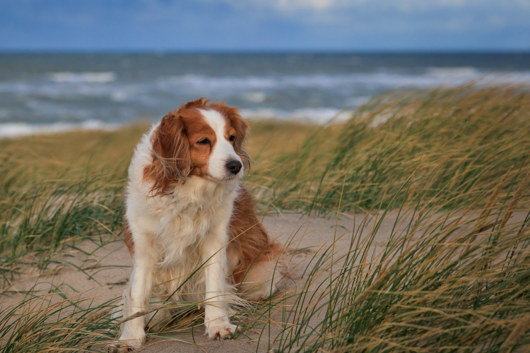 Urlaub mit Hund in Dänemark