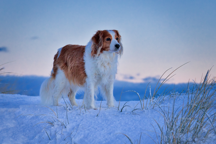 Kooikerhondje aus Langenhorn