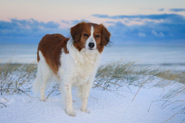 Urlaub mit Hund in Dänemark