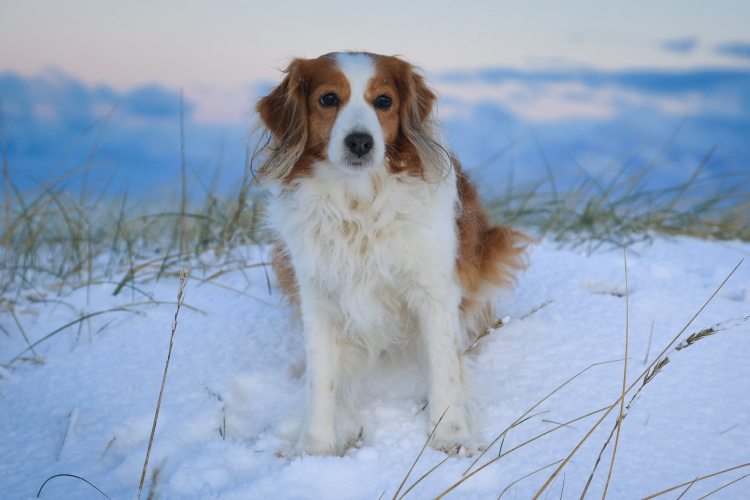 Urlaub mit Hund in Dänemark