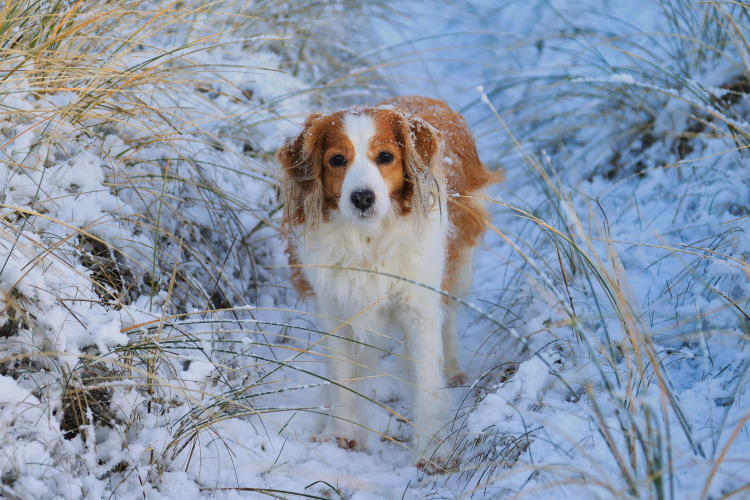Urlaub mit Hund in Dänemark