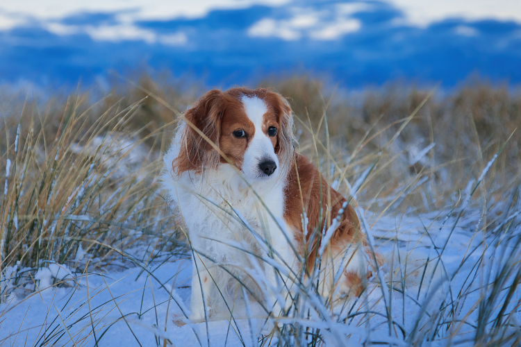 Urlaub mit Hund in Dänemark