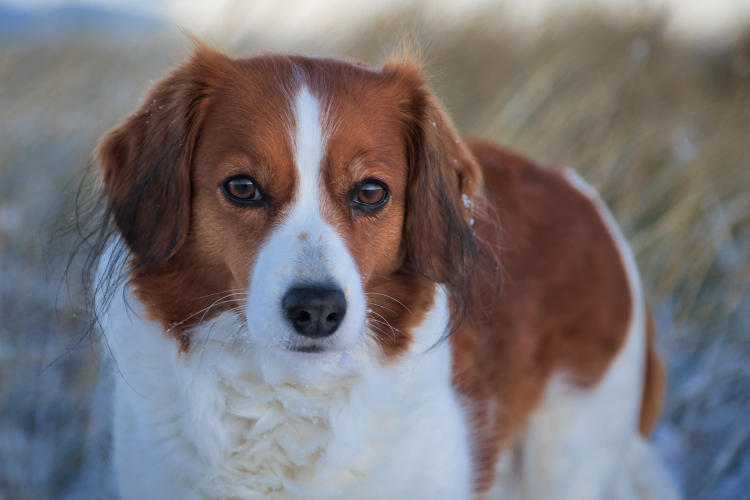 Urlaub mit Hund in Dänemark
