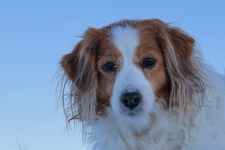 Urlaub mit Hund in Dänemark