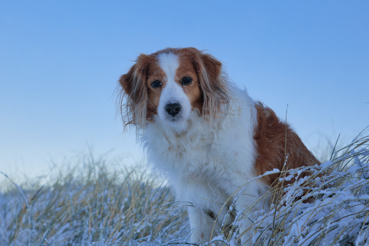 Urlaub mit Hund in Dänemark