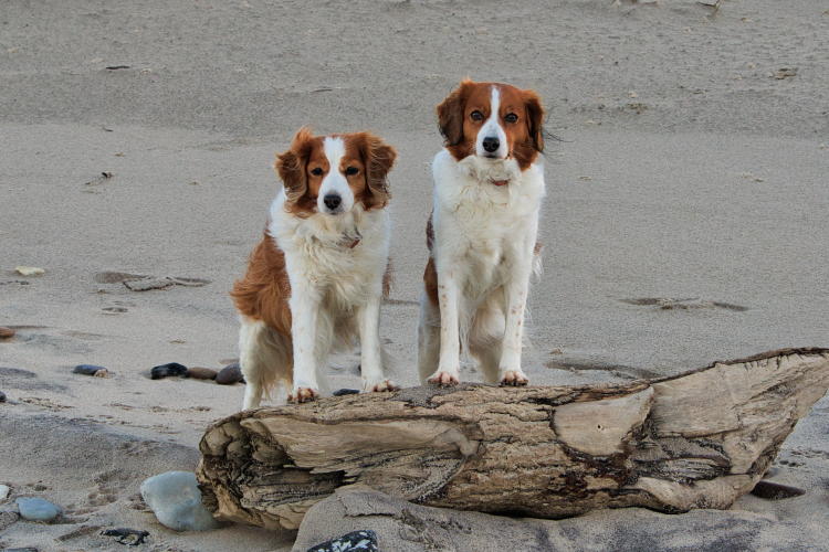 Urlaub mit Hund in Dänemark