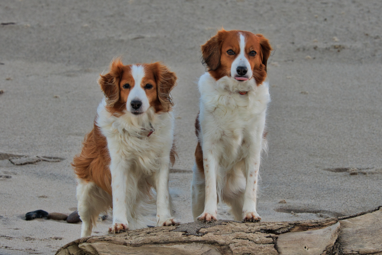 Urlaub mit Hund in Dänemark