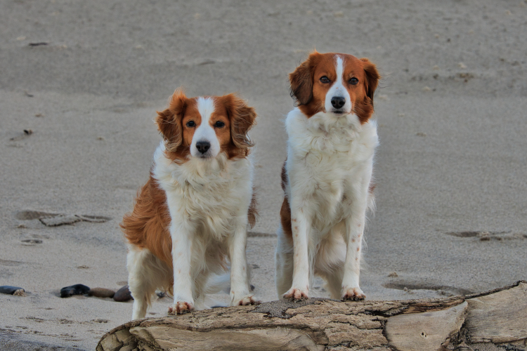 Urlaub mit Hund in Dänemark