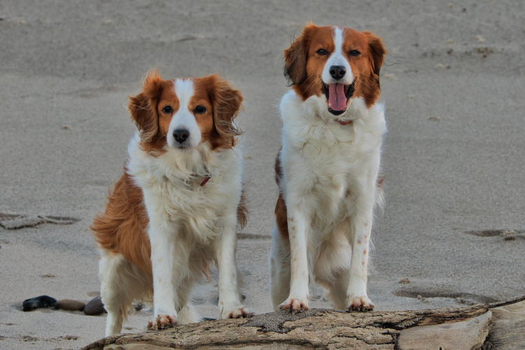 Urlaub mit Hund in Dänemark