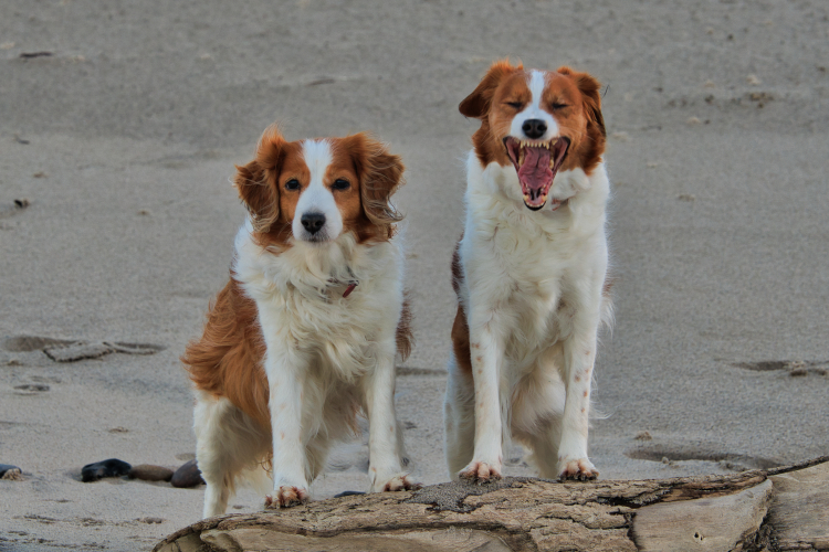 Urlaub mit Hund in Dänemark