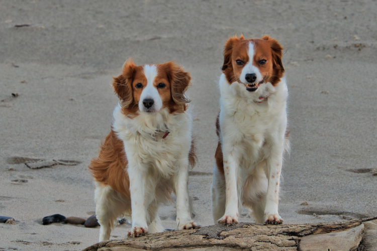 Urlaub mit Hund in Dänemark