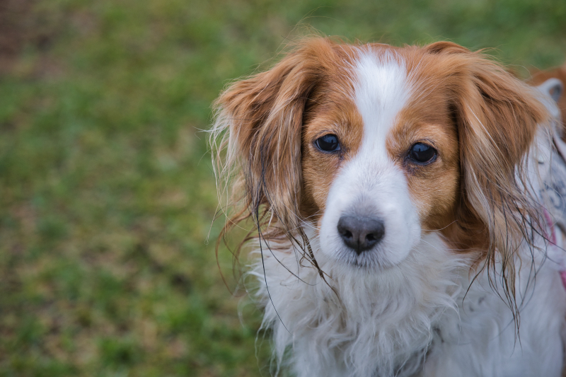 Kooikerhondje aus Langenhorn