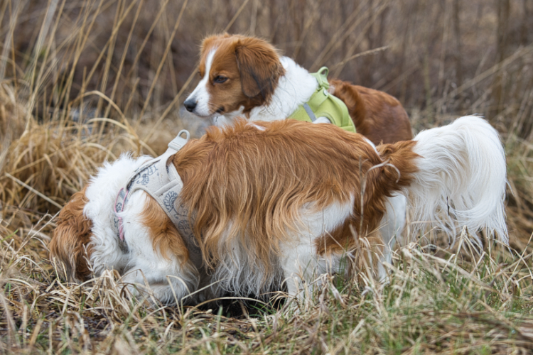 Kooikerhondje aus Langenhorn