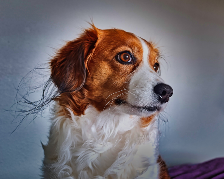 Kooikerhondje aus Langenhorn