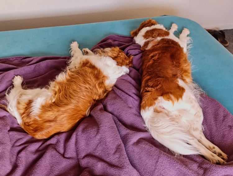 Kooikerhondje aus Langenhorn