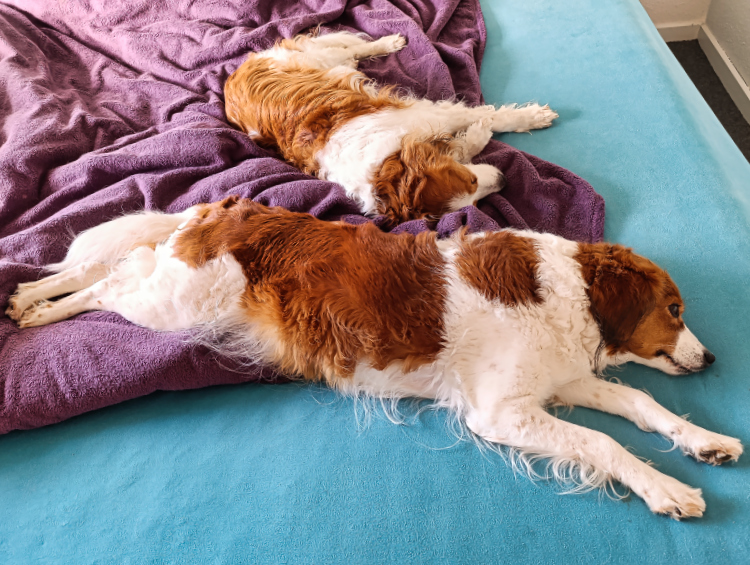Urlaub mit Hund in Dänemark