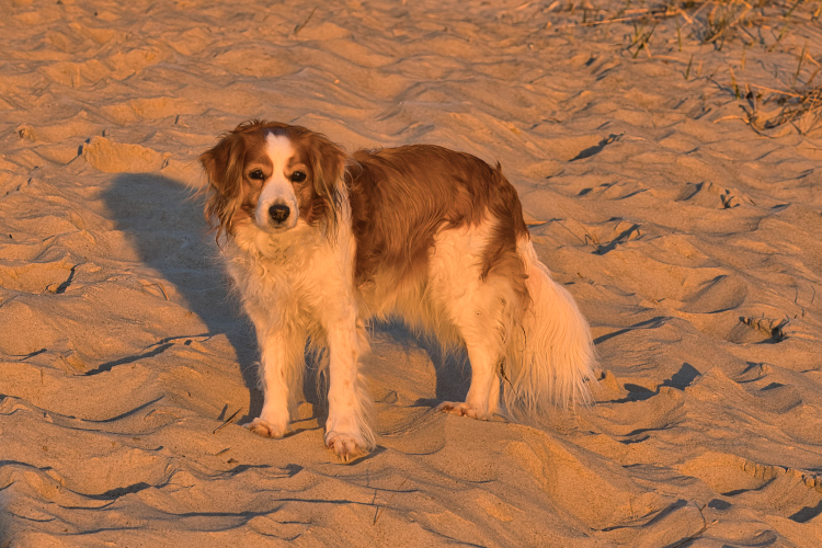 Urlaub mit Hund in Dänemark