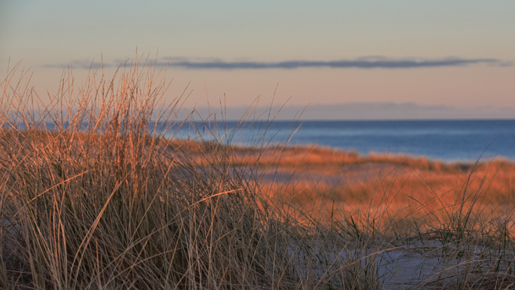 Urlaub mit Hund in Dänemark