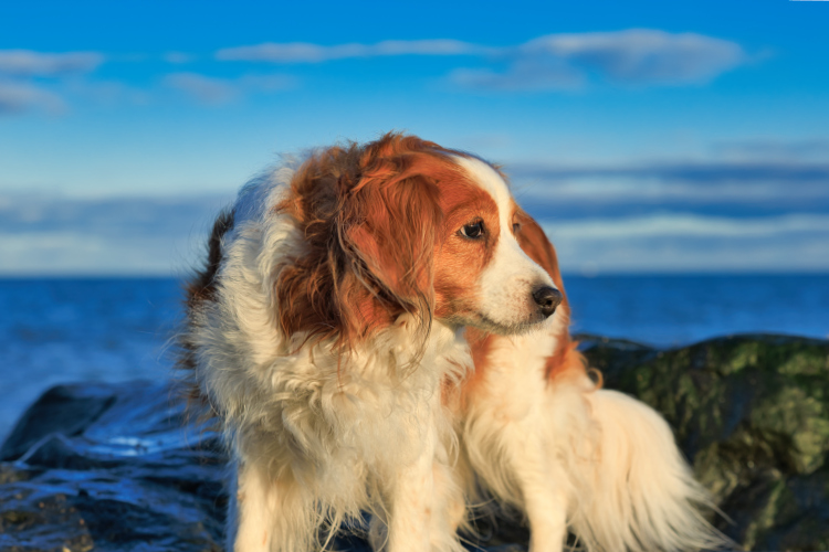 Urlaub mit Hund in Dänemark