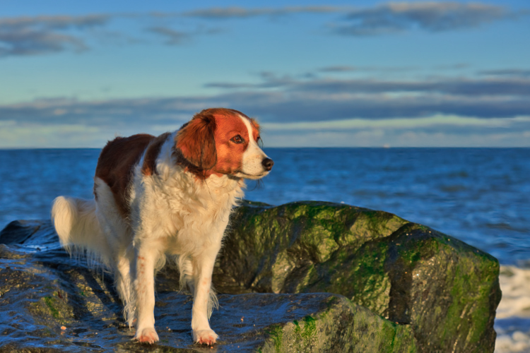 Urlaub mit Hund in Dänemark