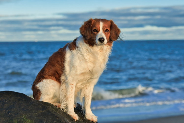 Urlaub mit Hund in Dänemark