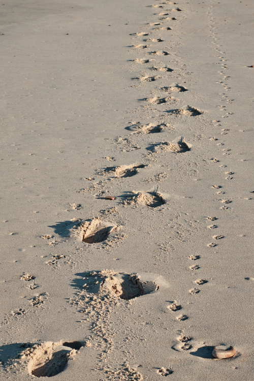 Urlaub mit Hund in Dänemark