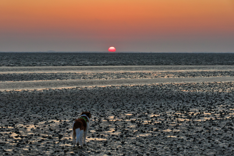 Urlaub mit Hund in Dänemark