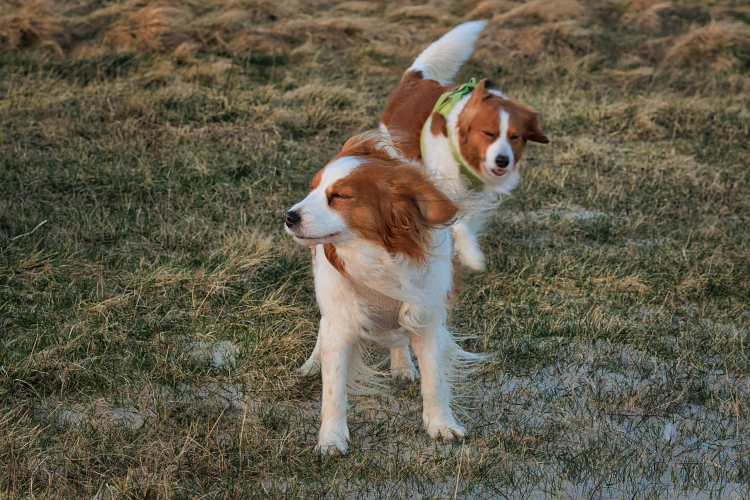 Urlaub mit Hund in Dänemark