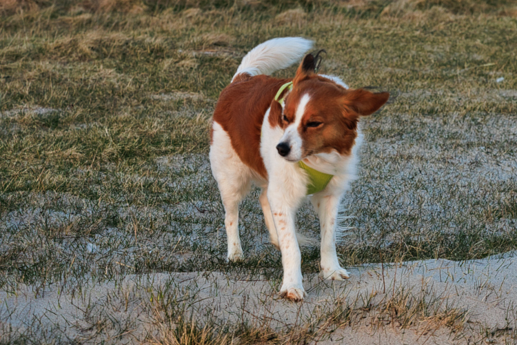 Urlaub mit Hund in Dänemark
