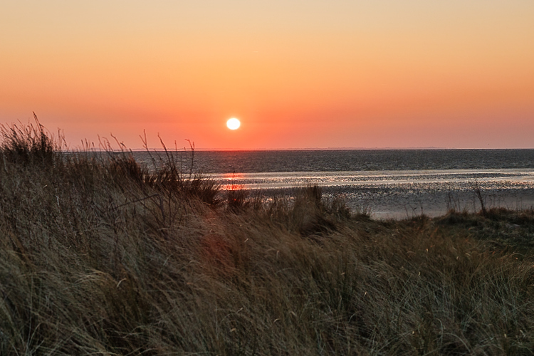Urlaub mit Hund in Dänemark