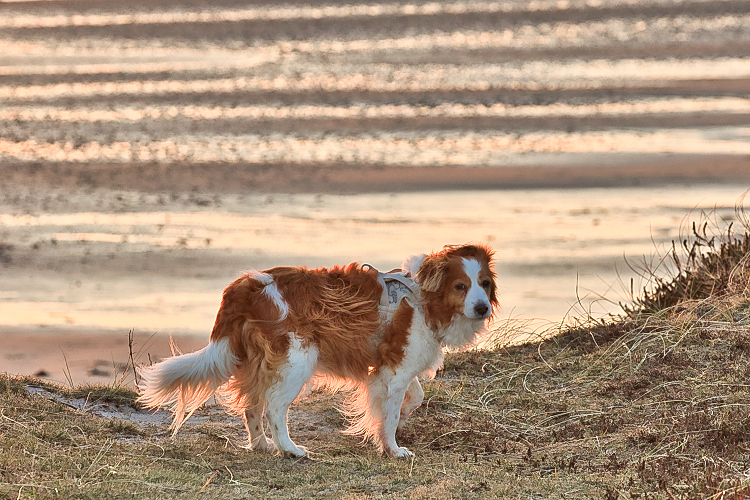 Urlaub mit Hund in Dänemark