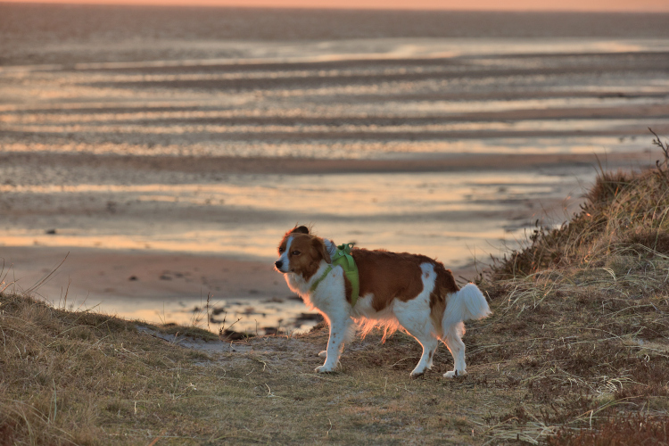 Urlaub mit Hund in Dänemark