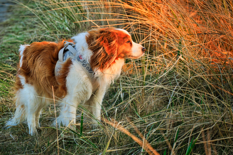 Urlaub mit Hund in Dänemark