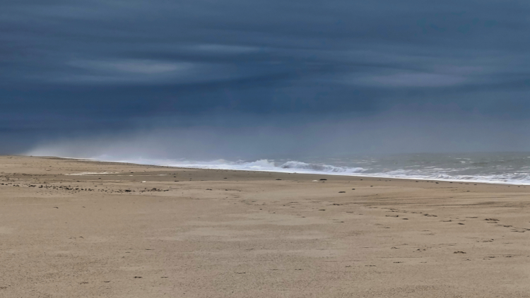 Urlaub mit Hund in Dänemark