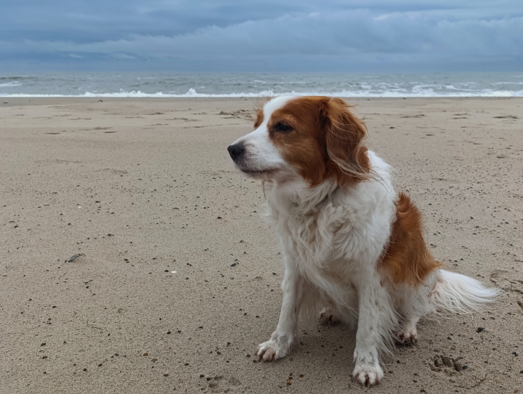 Urlaub mit Hund in Dänemark