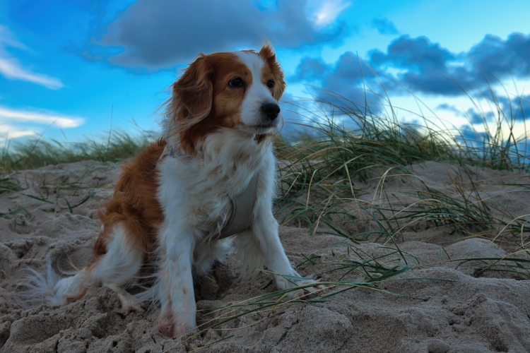 Urlaub mit Hund in Dänemark